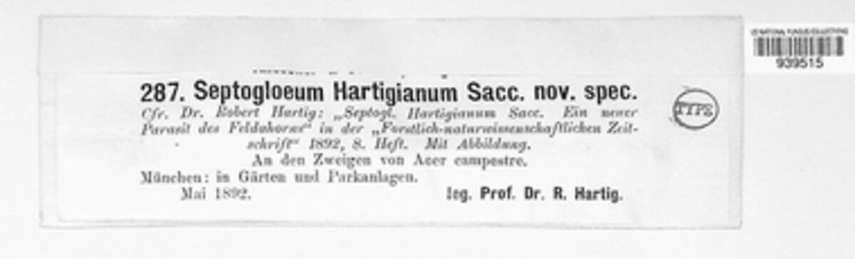 Stigmina hartigiana image